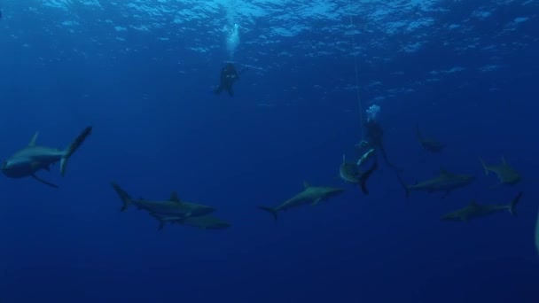 诱饵周围的灰色 reefsharks — 图库视频影像