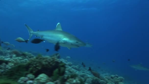 Silvertip sharks on the reef — Stock Video