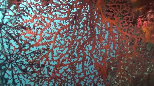 Gorgone 珊瑚和小鱼 — 图库视频影像