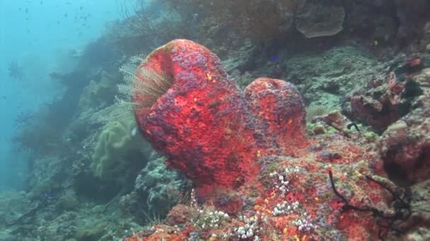 Tube sponge in the water — Stock Video