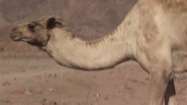 Portrait of camel in desert — Stock Video