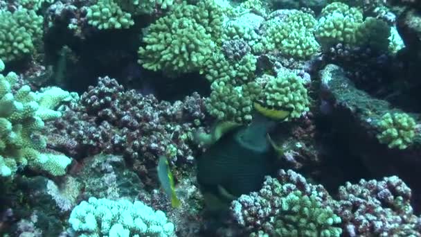 Titan trigger fish cracking corals — Stock Video