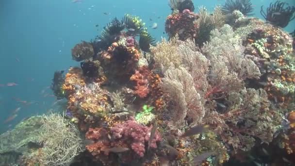 Tropiska fiskar och koraller — Stockvideo