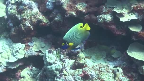 Resif üzerinde Yüzme angelfish — Stok video