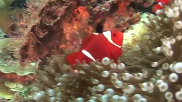 Clown fish in a living coral — Stock Video