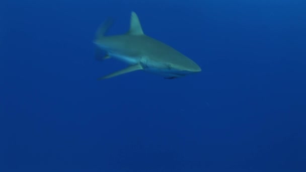 Reefshark zwemt naar camera — Stockvideo