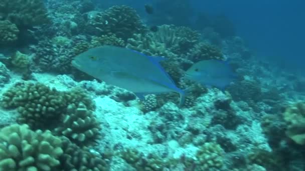 Охота на голубых рыб на рифе — стоковое видео