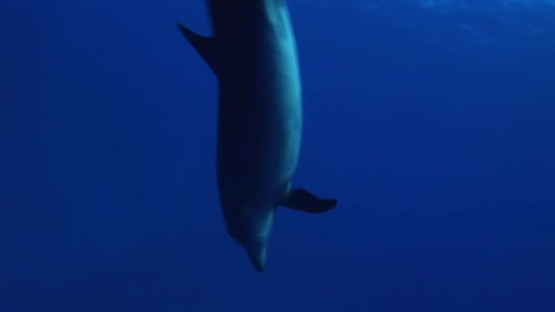 Delfines nadan en el océano — Vídeo de stock