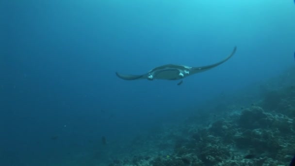 Manta ray nuotare sopra la fotocamera — Video Stock