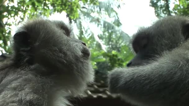 Macacos cola larga aseo — Vídeo de stock