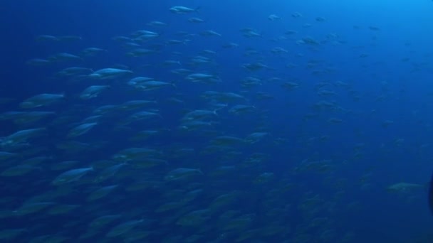 Reefshark na velké škole makrels — Stock video