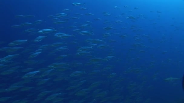 Reefshark dans grand école de makrels — Video