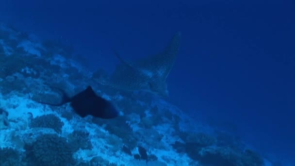 Eagle ray passerar kameran — Stockvideo