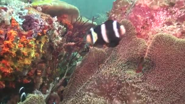 Красочный коралловый риф с рыбой — стоковое видео