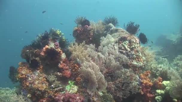 Тропические рыбы и кораллы — стоковое видео