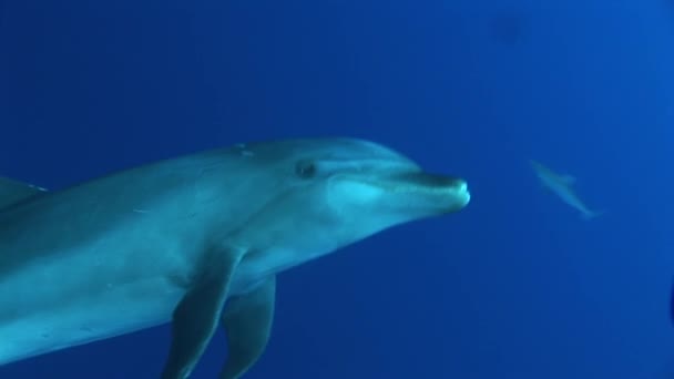 Dolphin swims in ocean — Stock Video
