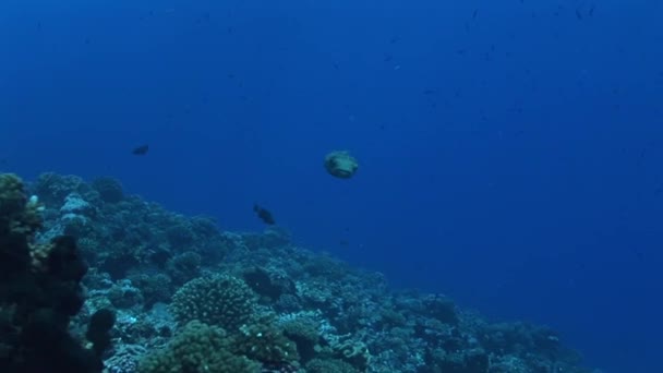 Peixe porco-espinho nadando no oceano — Vídeo de Stock