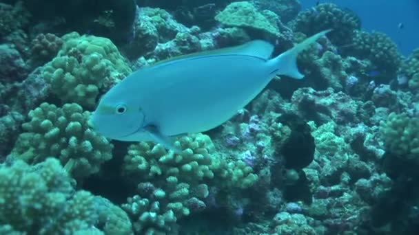 Parrot fish in a coral reef — Stock Video