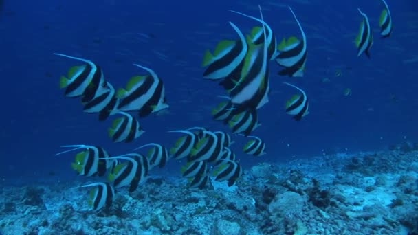 Bannerfische schwimmen im Meer — Stockvideo