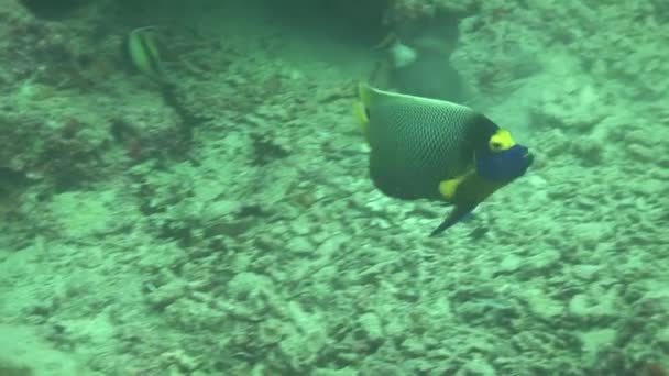 Pesce angelo che nuota sulla barriera corallina — Video Stock