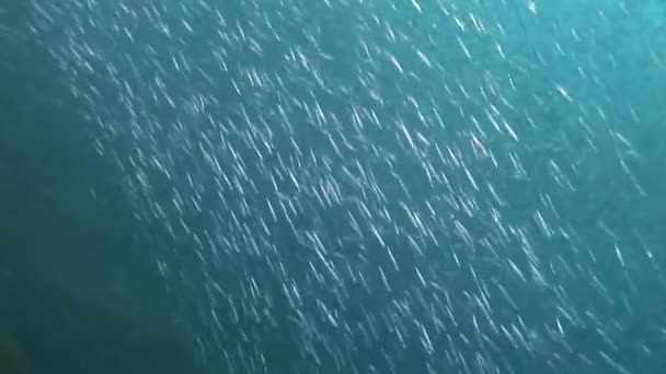 Enorme enjambre de anchoas — Vídeos de Stock