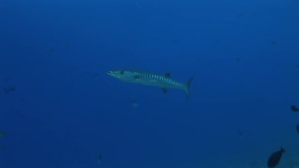 Single barracuda in cleaning station — Stock Video