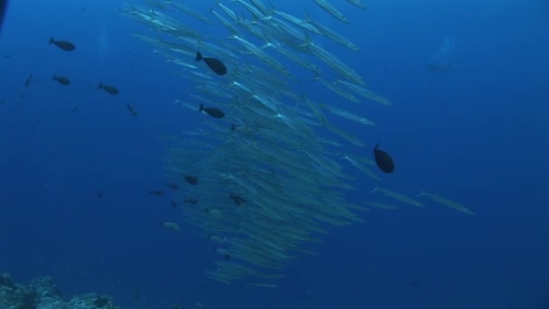 Escuela de grandes barracudas oculares — Vídeos de Stock