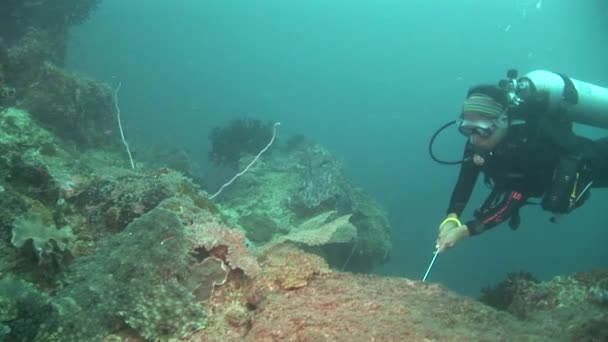 Diver observes a carpet shark — Stock Video