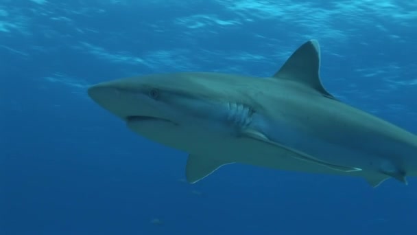 Silvertip shark passing in front of camera, close up — Stock Video