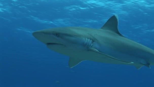 Silvertip cápa halad a kamera előtt, közelről