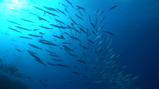 Escuela de grandes barracudas oculares — Vídeo de stock