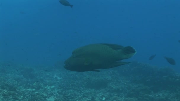 Napoleon wrasse mercan resif üzerinde — Stok video