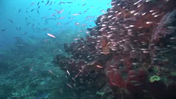 Escuela de peces de cristal nadando en el arrecife — Vídeo de stock