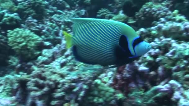 Empo fish swimming on reef — Stock Video