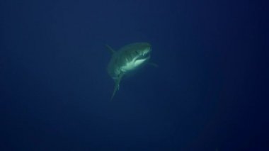 beyaz köpekbalığı Guadalupe Adası