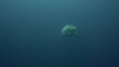 beyaz köpekbalığı Guadalupe Adası