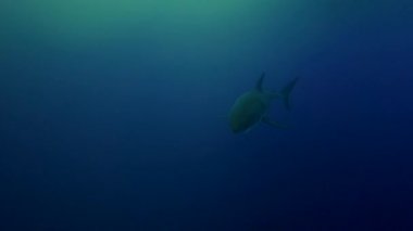 beyaz köpekbalığı Guadalupe Adası