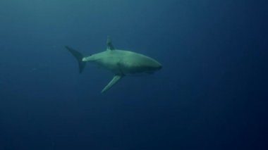 beyaz köpekbalığı Guadalupe Adası