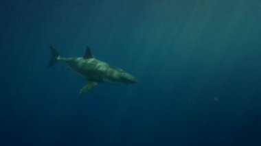 beyaz köpekbalığı Guadalupe Adası