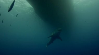 beyaz köpekbalığı Guadalupe Adası