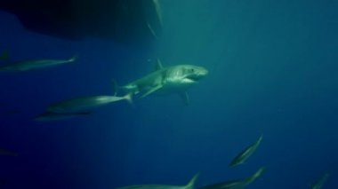 beyaz köpekbalığı Guadalupe Adası