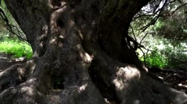 Sardinya eski zeytin ağacı