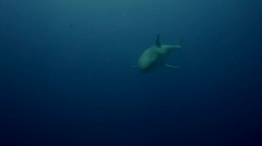 beyaz köpekbalığı Guadalupe Adası