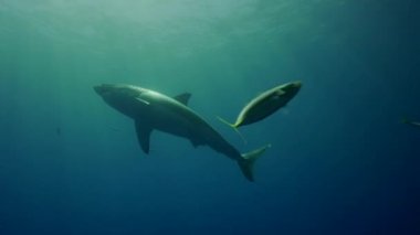 beyaz köpekbalığı Guadalupe Adası