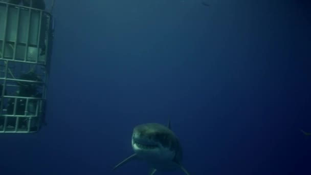 Los buzos en la jaula observan el tiburón — Vídeos de Stock