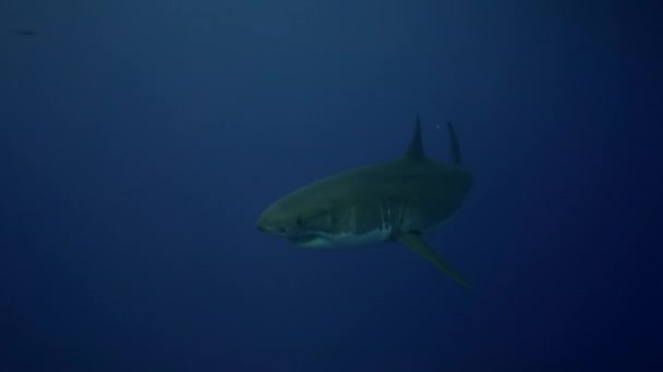 Tiburón blanco en la isla de Guadalupe — Vídeo de stock