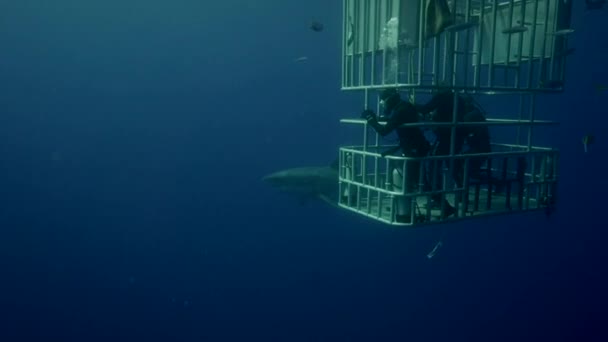 Δύτες σε ένα κλουβί παρατηρούν καρχαρία — Αρχείο Βίντεο