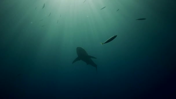 Requin blanc sur l'île de Guadalupe — Video