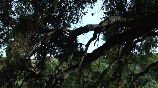 Old Cork Oak — Stock Video