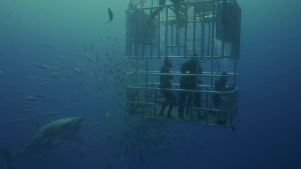 Divers in a cage observe shark — Stock Video